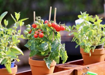 Warzywa na balkonie – uprawa w bloku krok po kroku