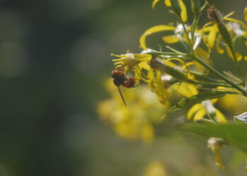 Rośliny miododajne w ogrodzie – jak wspierać pszczoły