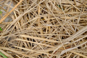 Budownictwo ze słomy wyróżnia się wyjątkowo korzystnym bilansem węglowym.